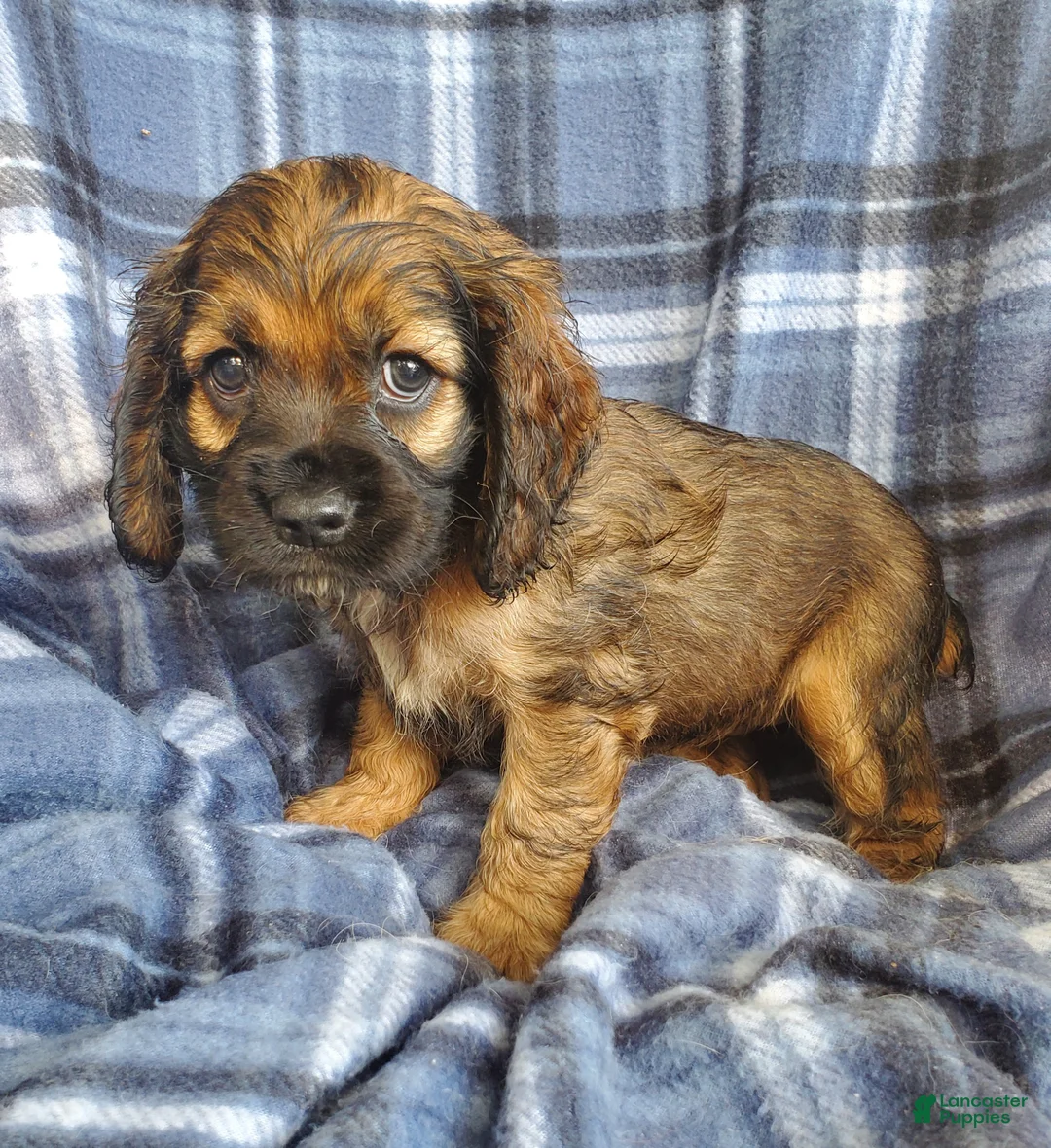 Cocker Spaniel dogs for sale: Millie - Ad 4