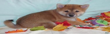 Shiba Inu Puppy 1