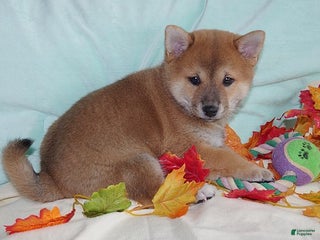 Shiba Inu dogs Shiba Inu Puppy 1 - Ad 15