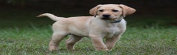 Labrador Retriever dogs for sale: Shadow - Ad 4