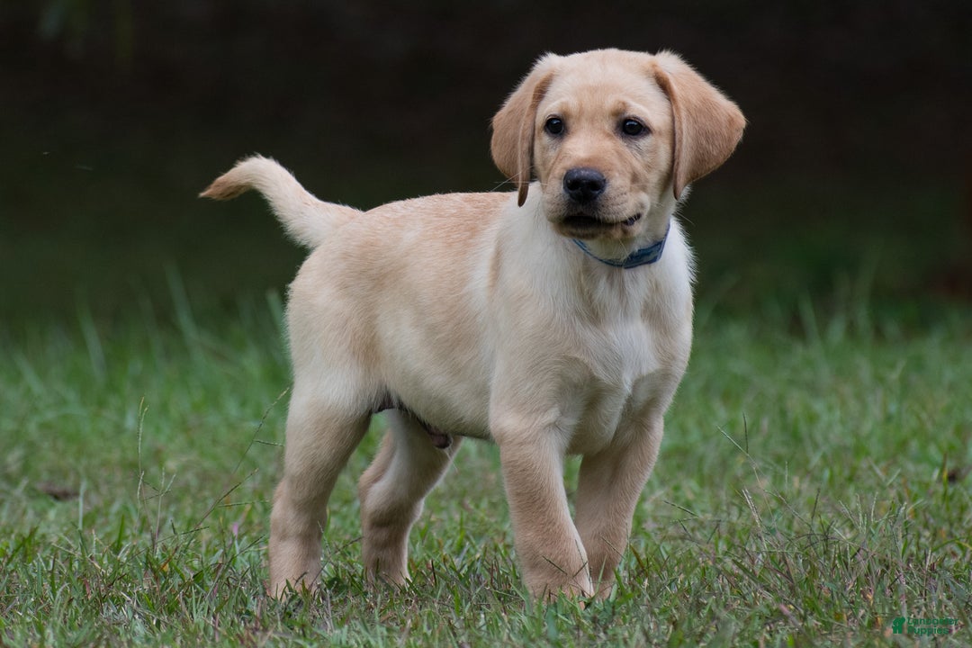 Labrador Retriever dogs for sale: Shadow - Ad 4
