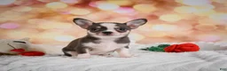 Chihuahua dogs for sale: Bailey - Ad 9