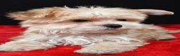 Morkie dogs for sale: Chip - Ad 5