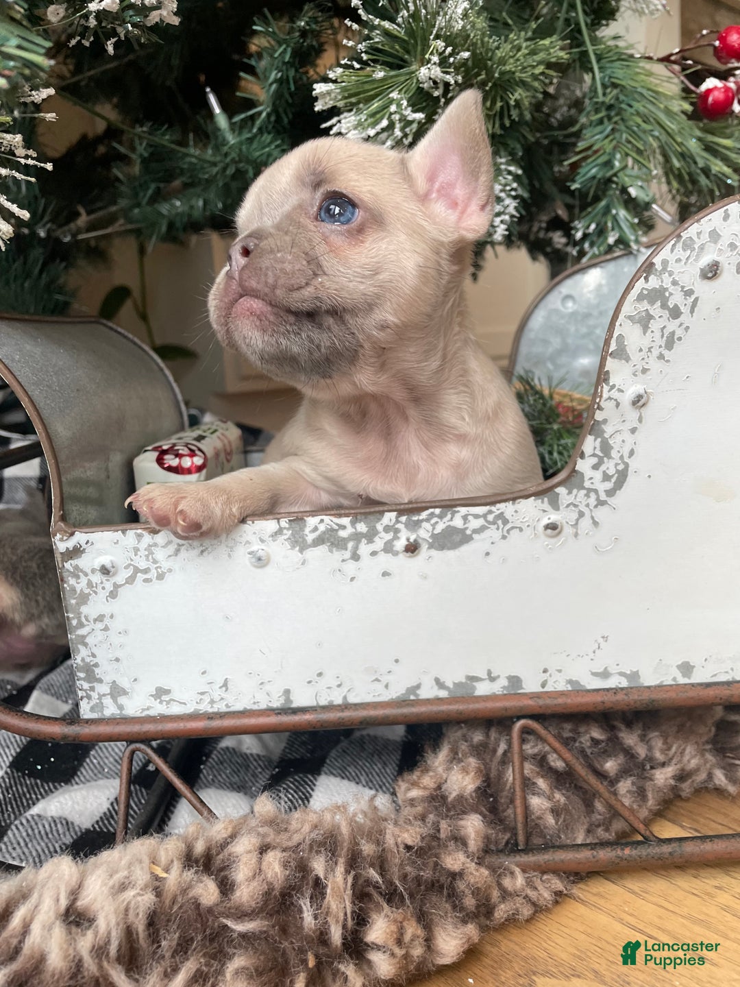 French Bulldog dogs for sale: Bella - Ad 3