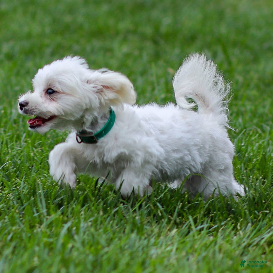 Maltese dogs for sale: Reign - Ad 8