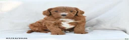 Mini Goldendoodle dogs for sale: Pearl - Ad 1