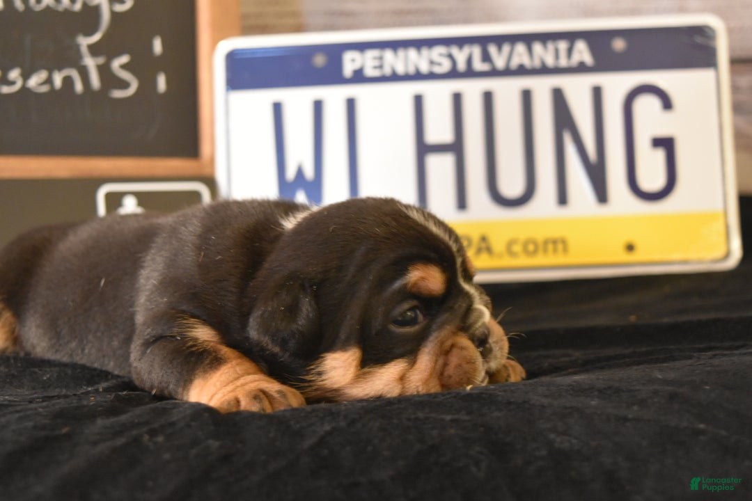 English Bulldog dogs for sale: Stanley - Ad 7