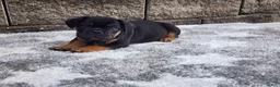French Bulldog dogs for sale: Logan - Ad 2