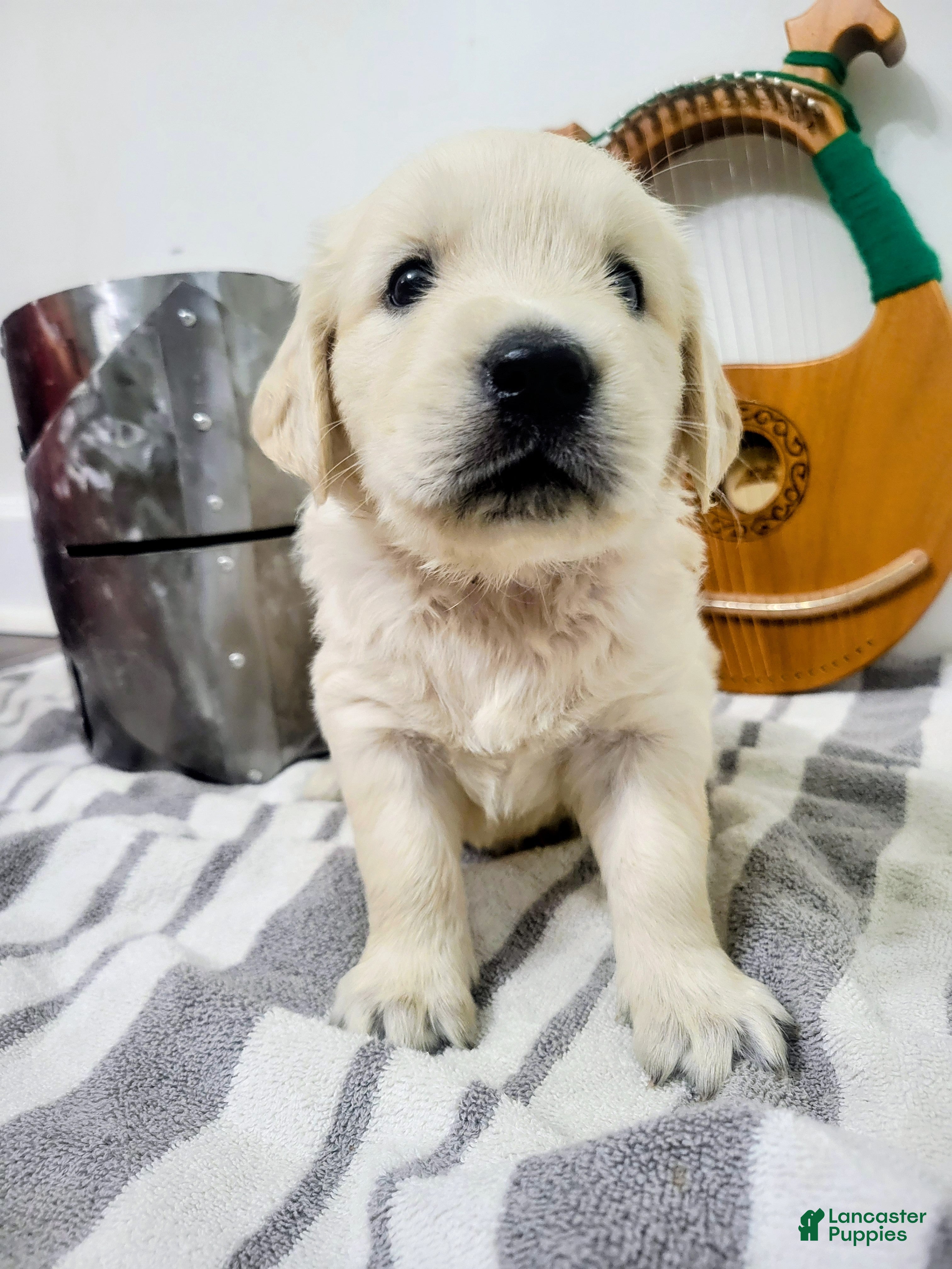 Golden Retriever dogs for sale: Goldilocks, Champion Sired - Ad 10
