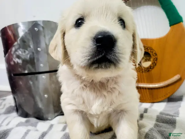 Golden Retriever dogs for sale: Goldilocks, Champion Sired - Ad 10