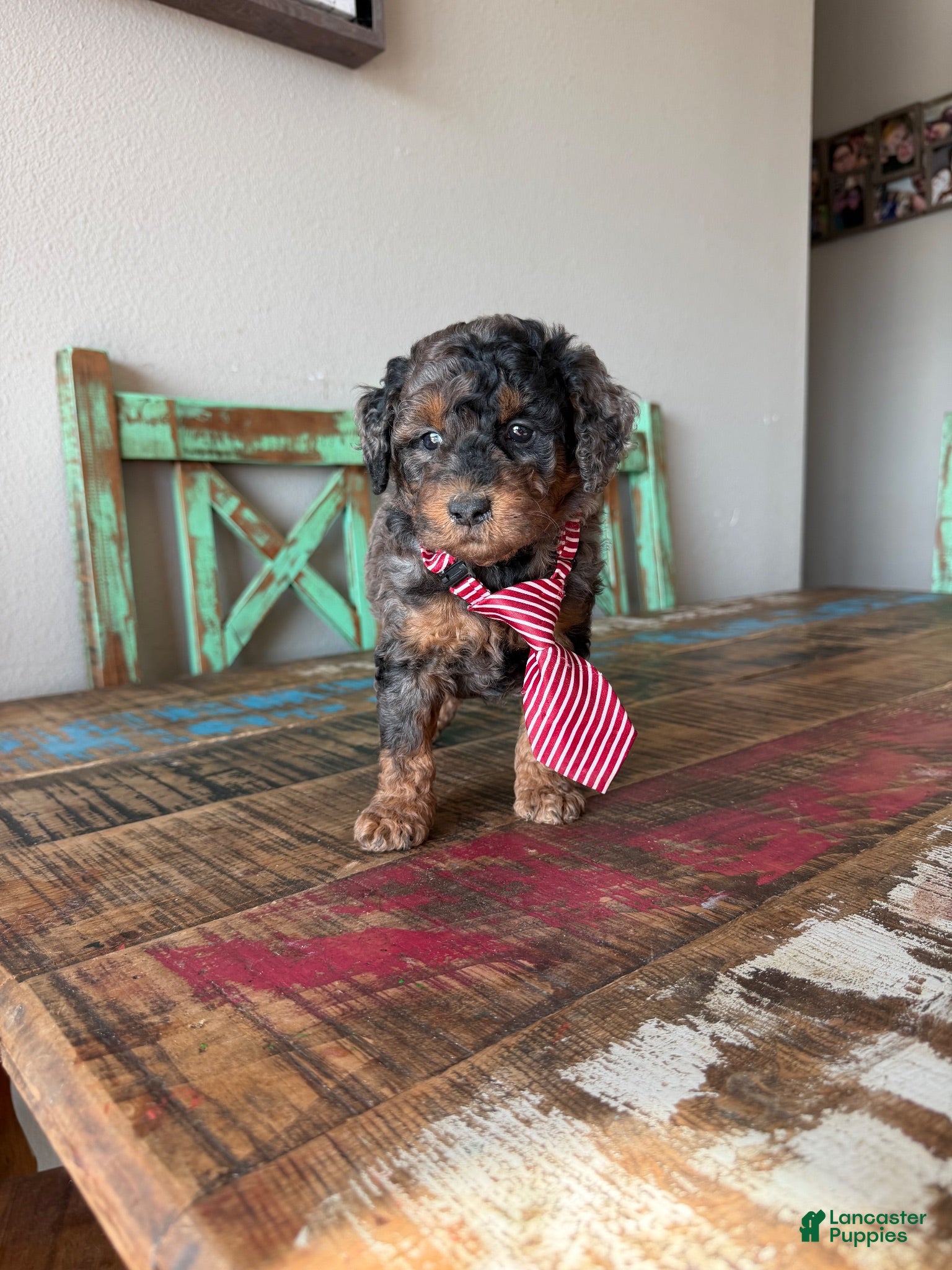 Miniature Poodle dogs Akc Clear genetics Blue Merle Phantom Boy 💙 - Ad 22