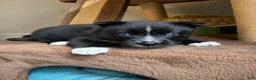 Pomsky dogs for sale: Five  - Ad 3