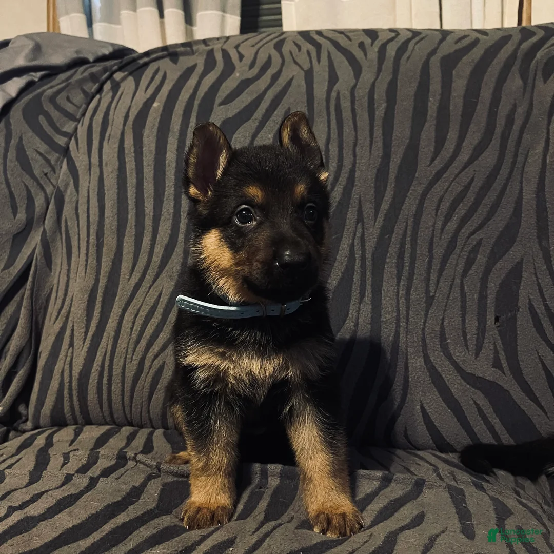 Golden Shepherd dogs for sale: German Shepherd Puppy 2 - Ad 2
