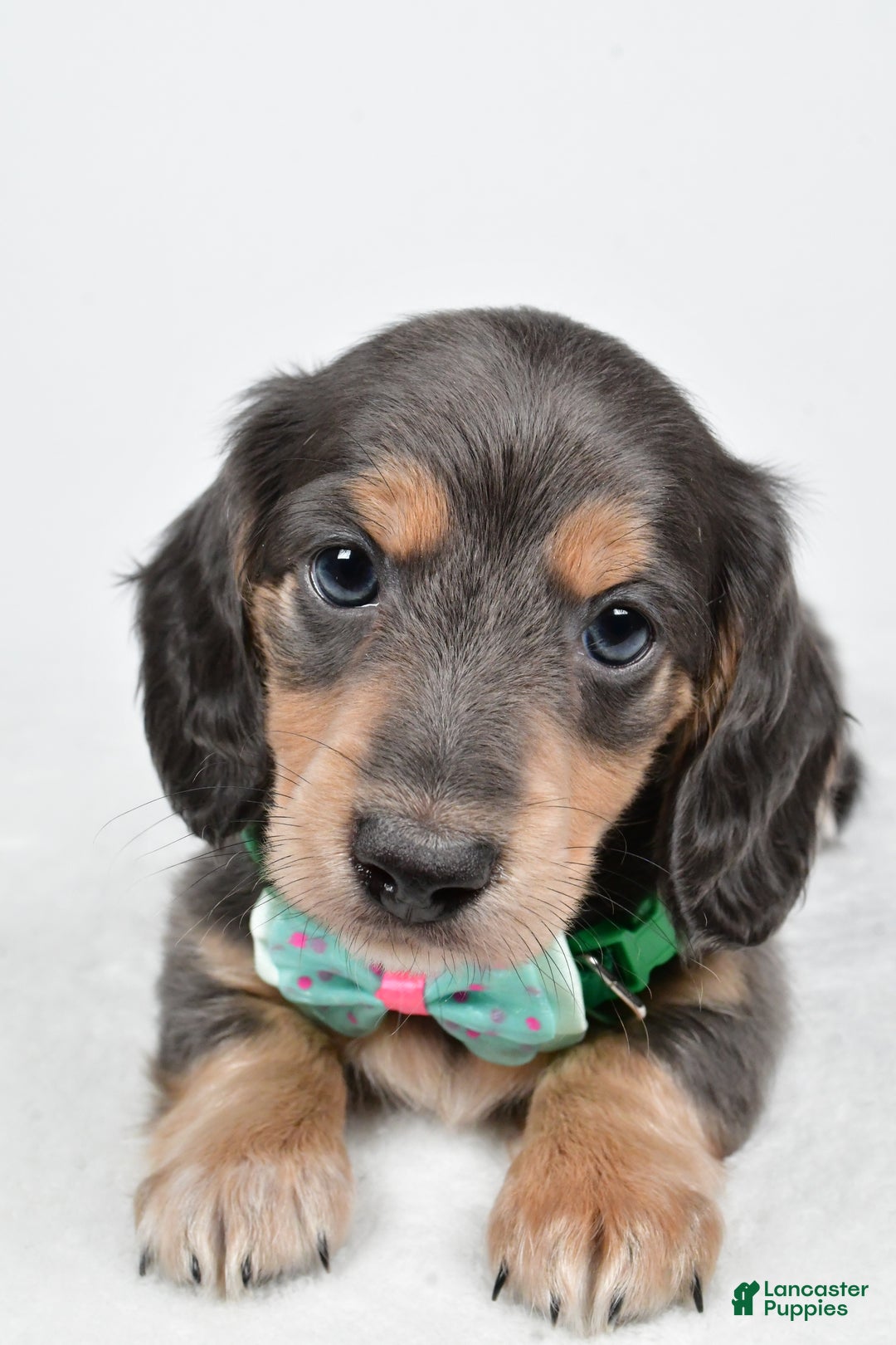 Miniature Dachshund dogs for sale: Asher - Ad 4