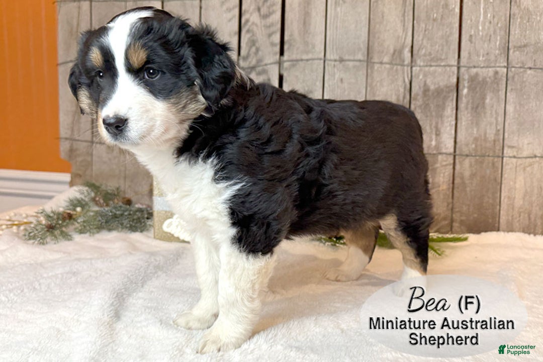 Miniature Australian Shepherd dogs for sale: Bea - Ad 3