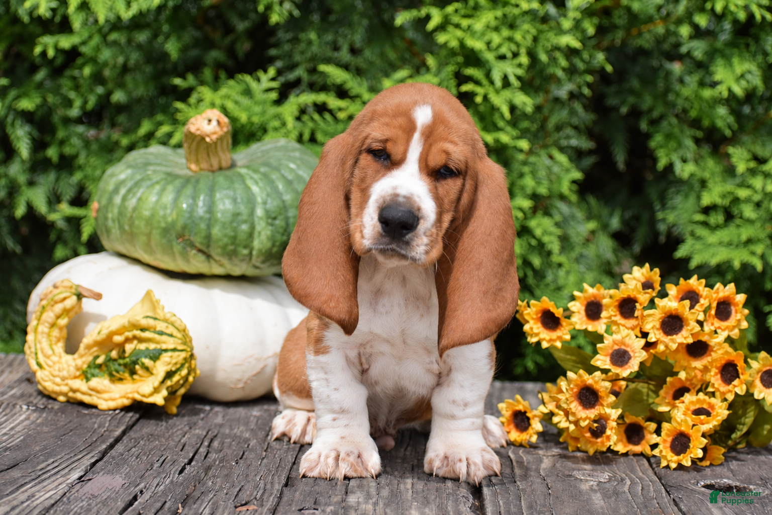 Basset Hound dogs Lewis - Ad 1