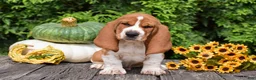 Basset Hound dogs for sale: Lewis - Ad 1