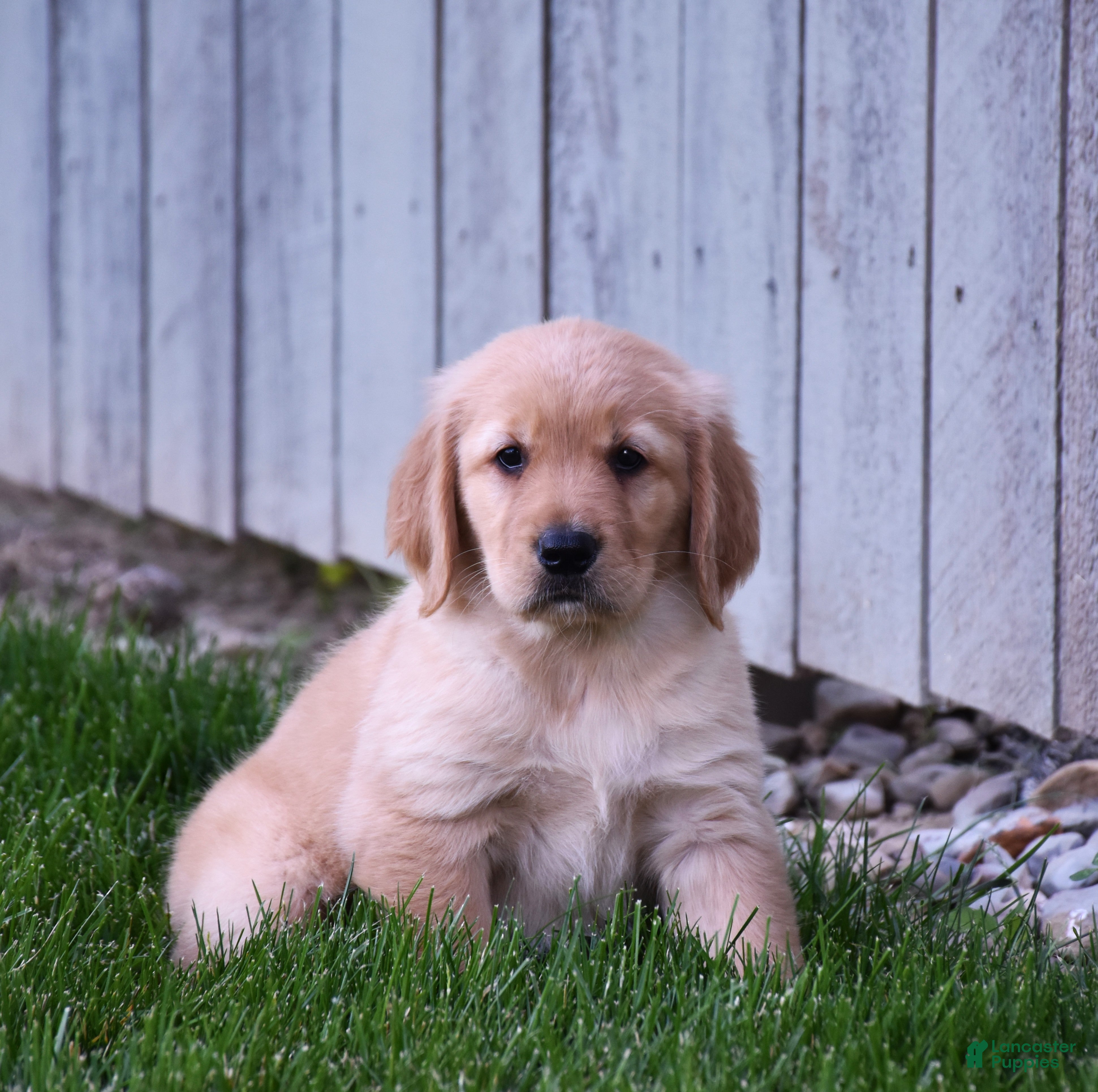 Golden Retriever dogs Halo - Ad 1