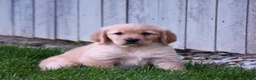 Golden Retriever dogs for sale: Halo - Ad 1