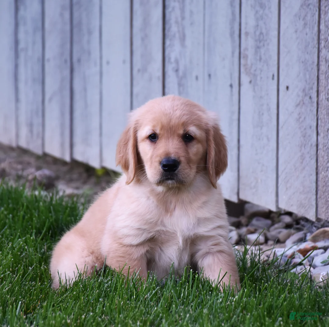 Golden Retriever dogs for sale: Halo - Ad 1