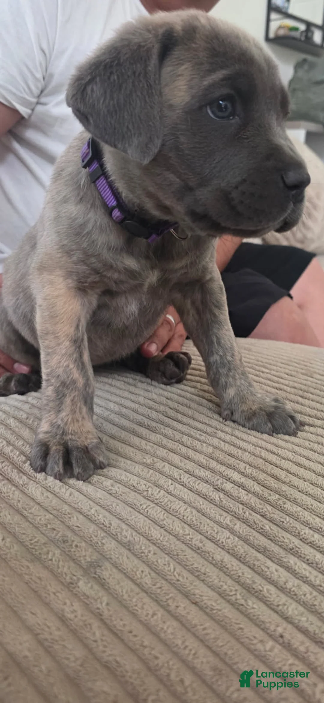 Cane Corso dogs for sale: Cane Corso Puppy 3 - Ad 1