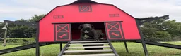 Great Dane dogs for sale: Philip Great Dane  - Ad 4