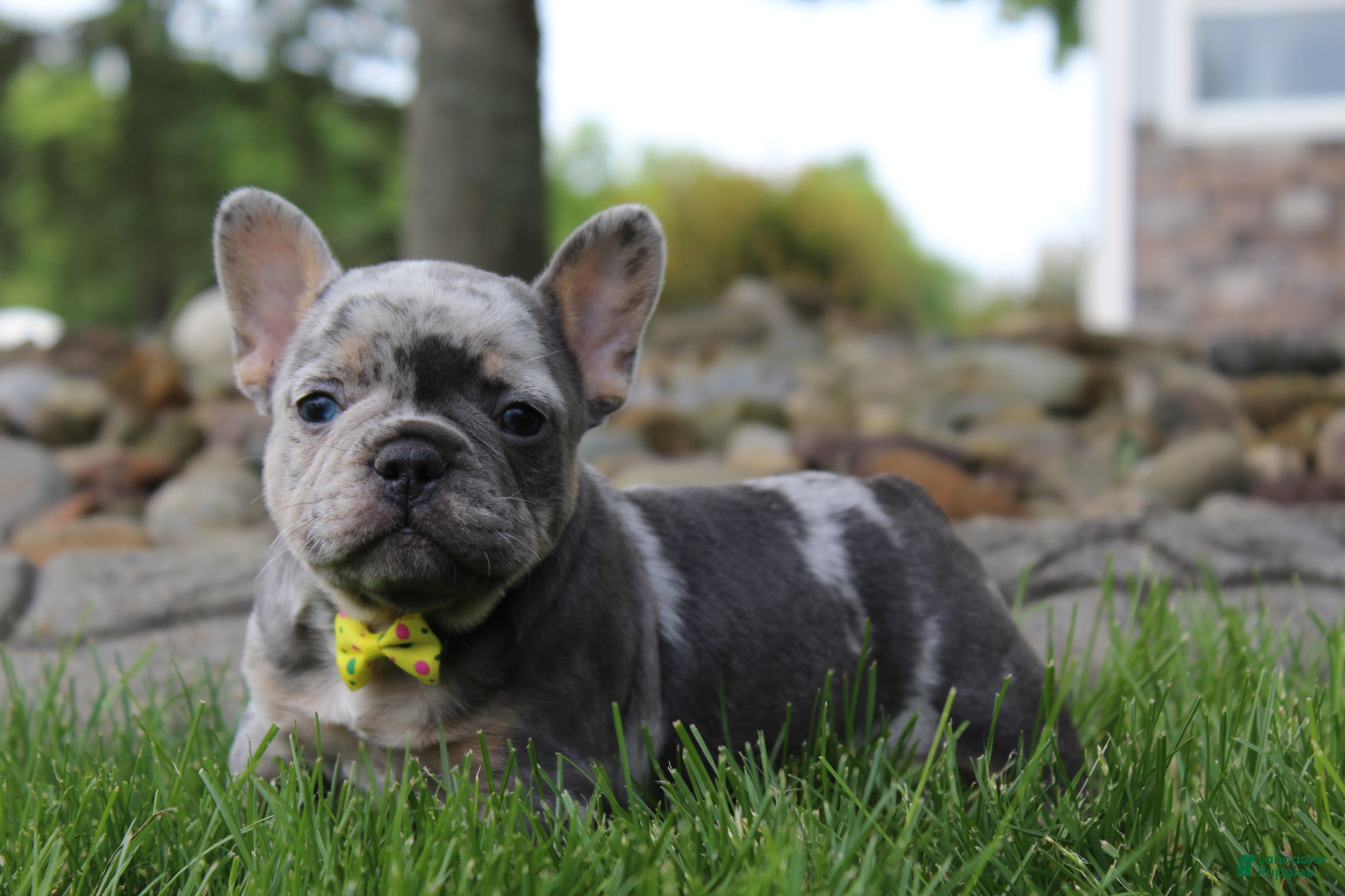 French Bulldog dogs for sale: AKC Bella - Ad 5