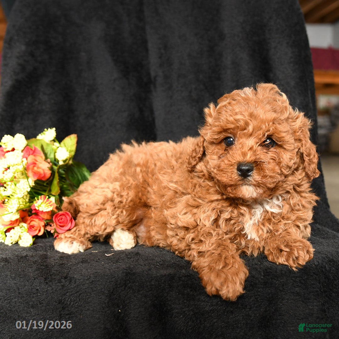 Miniature Poodle dogs for sale: Cuddles - Ad 2
