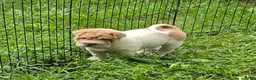 Shar Pei dogs for sale: Leo lilac flower brush mini - Ad 7