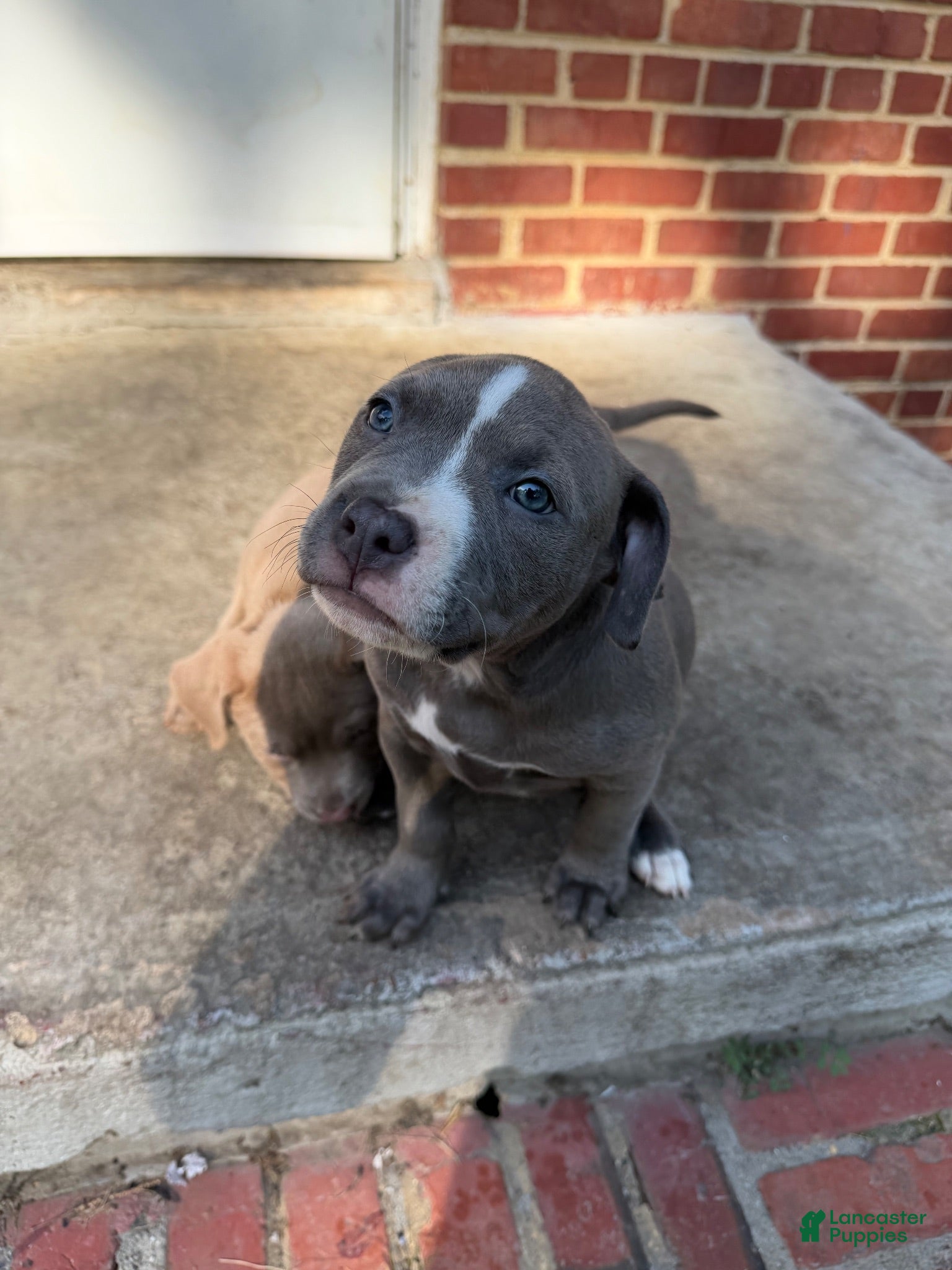 Mixed Breed dogs for sale: Mixed Breed 3 - Ad 1