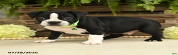 Boston Terrier dogs for sale: Tinker - Ad 4