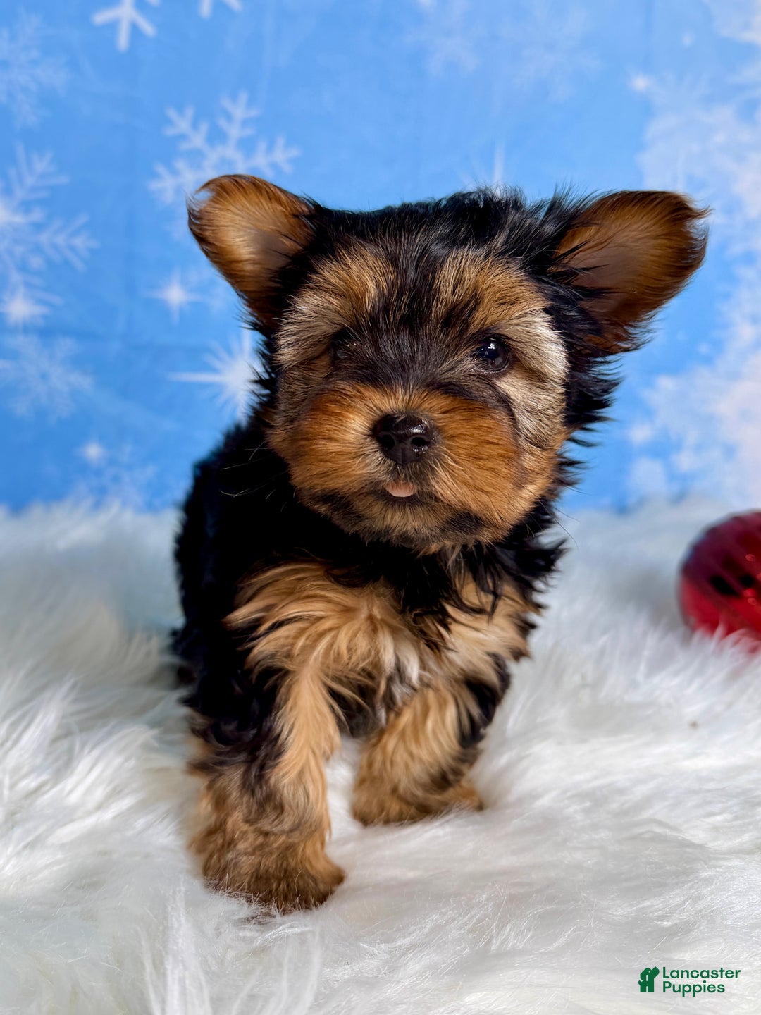 Yorkshire Terrier dogs for sale: Ana  - Ad 2