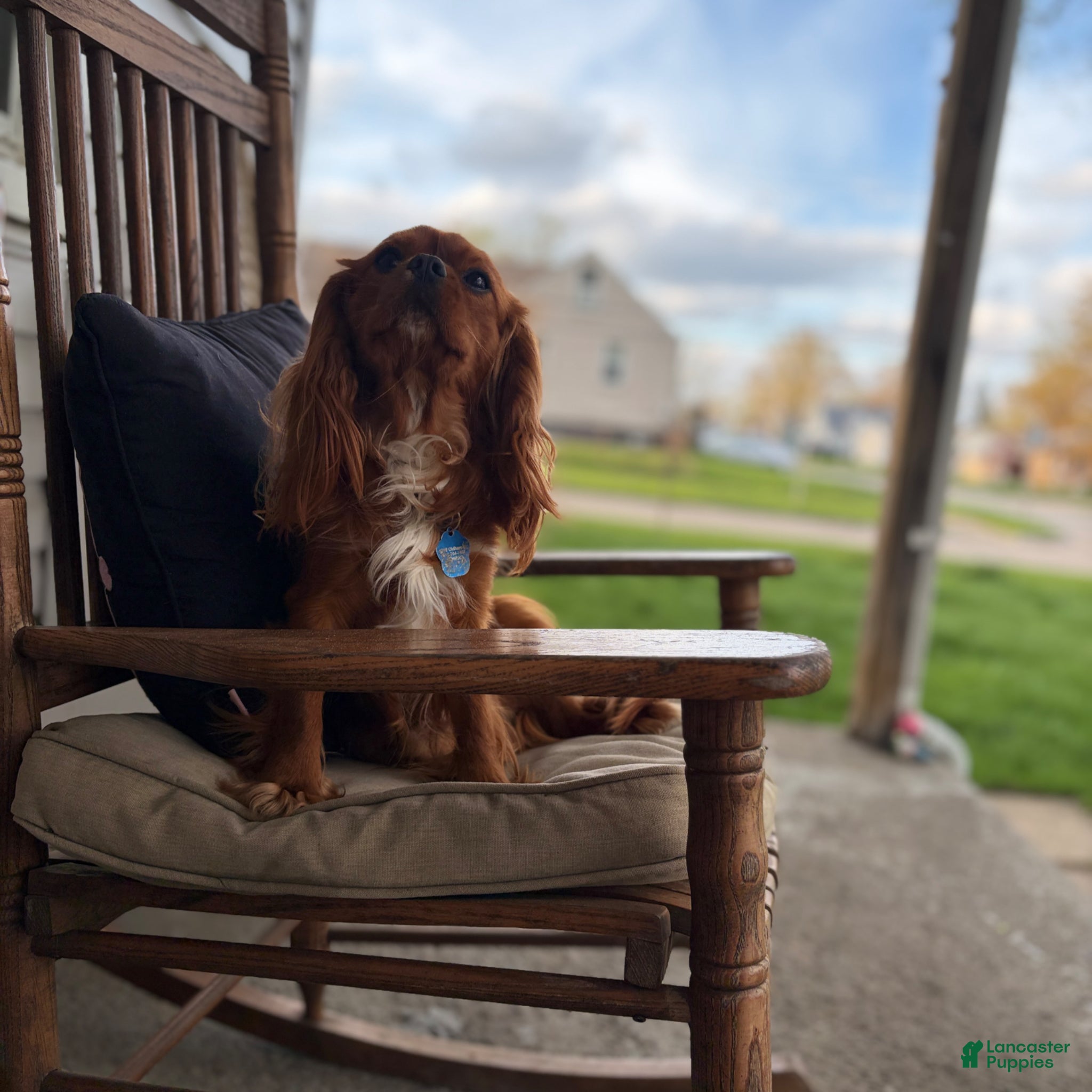 Cavalier King Charles Spaniel dogs for stud: RUBY Cavalier King Charles Spaniel STUD SERVICE - Ad 5
