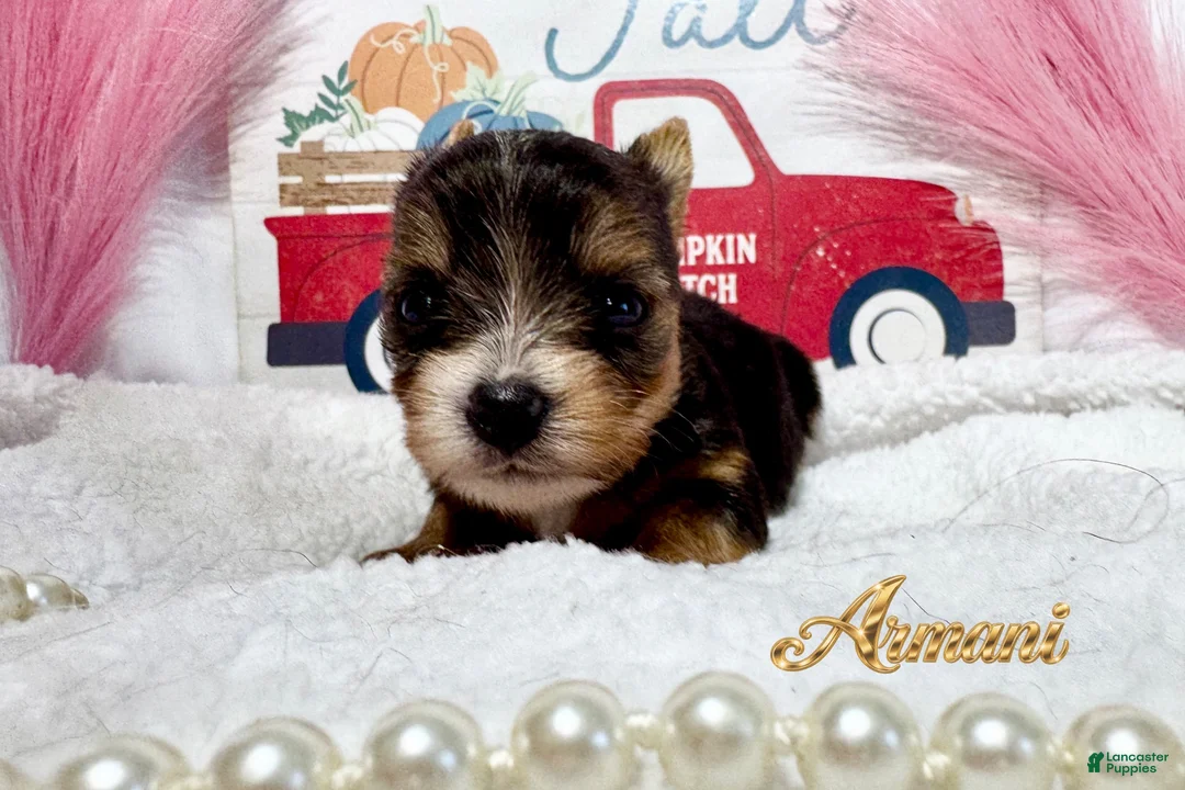 Yorkshire Terrier dogs for sale: Yorkshire Terrier 2 - Ad 1