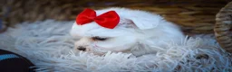Maltese dogs for sale: Mirella🎀 - Ad 11