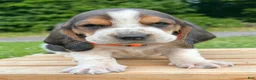 Basset Hound dogs for sale: Arnold - Ad 8