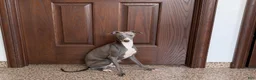 Italian Greyhound dogs for sale: Sammy - Ad 3