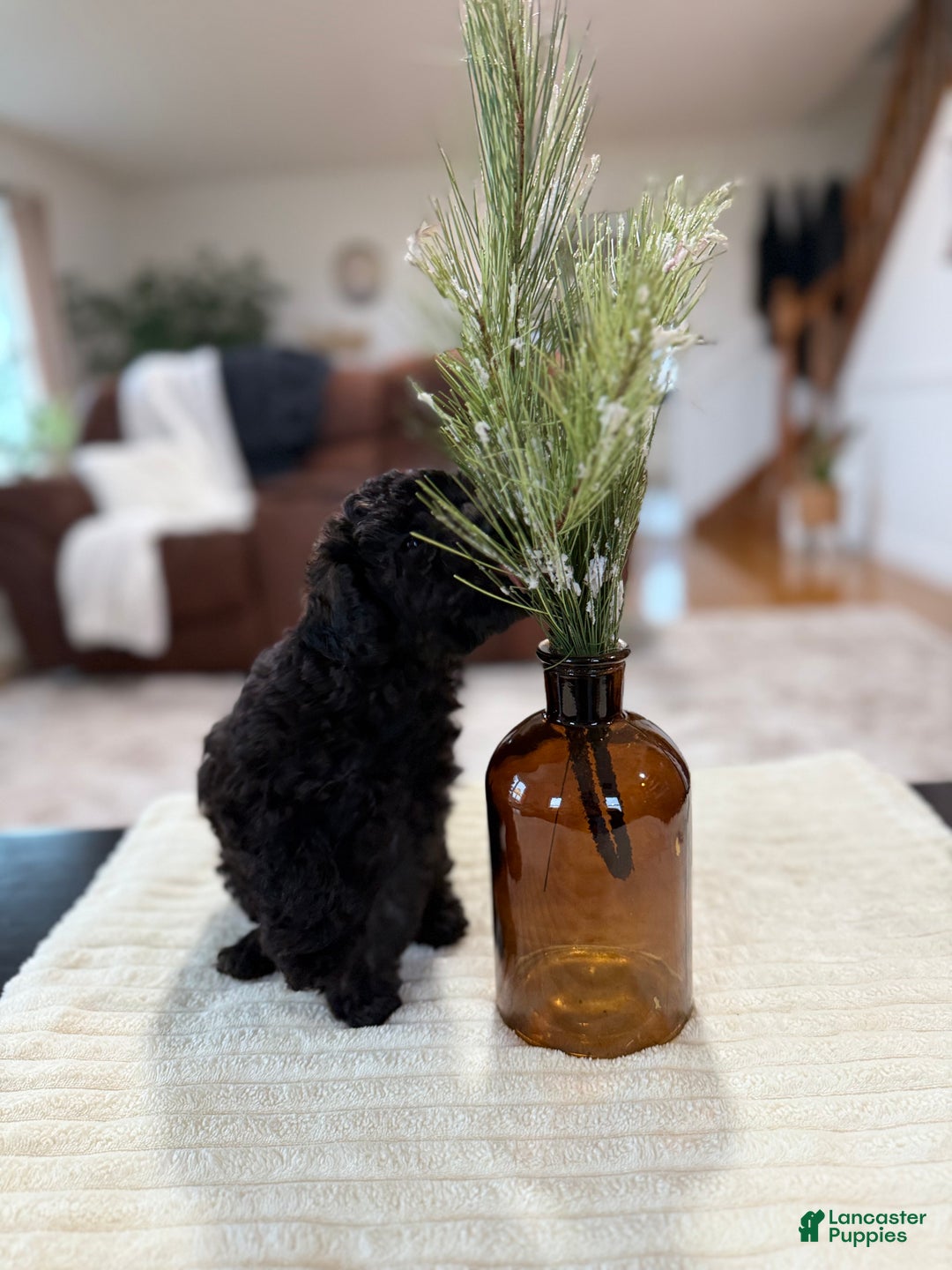 Maltipoo dogs for sale: Rome  - Ad 2