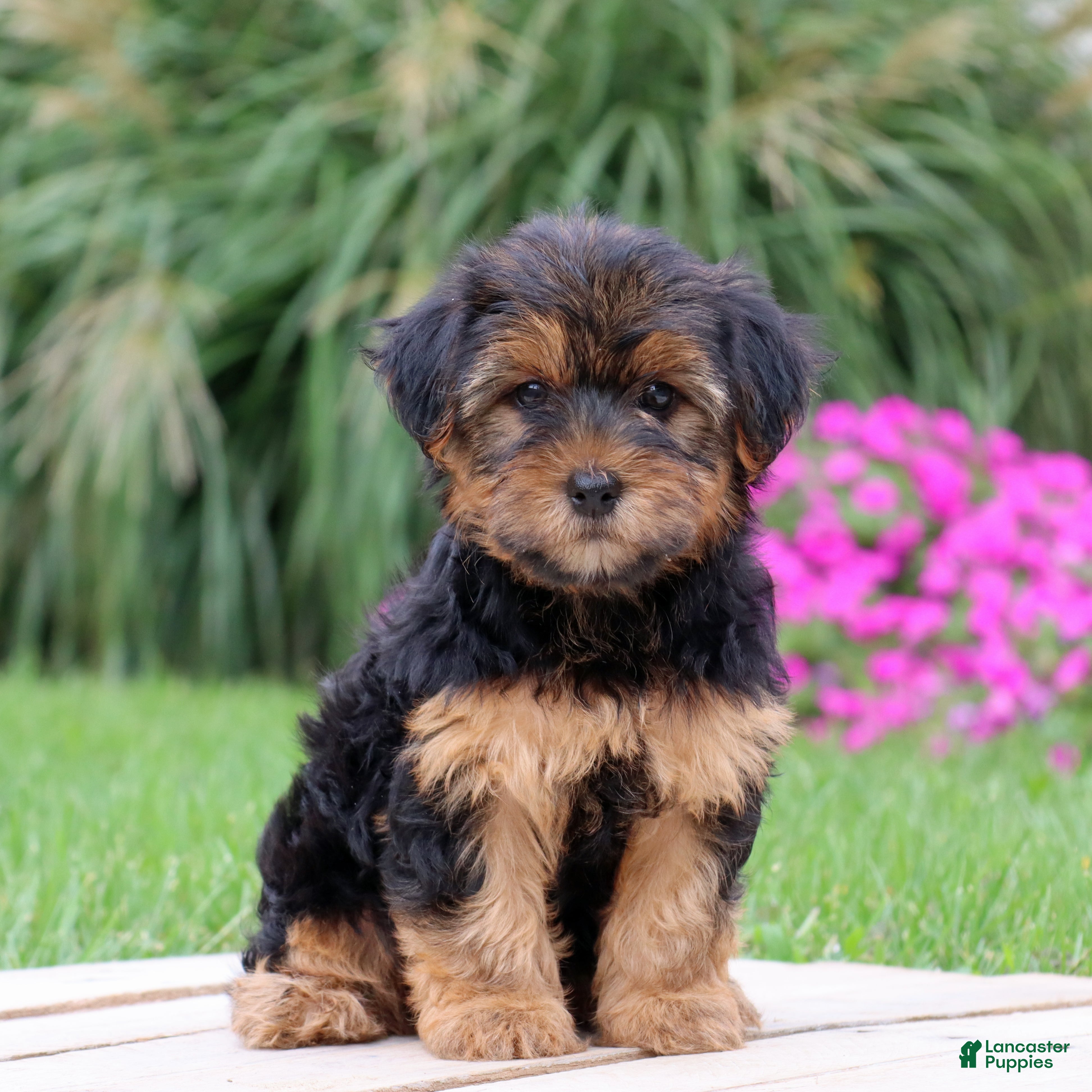 Yorkshire Terrier dogs Brinn - Ad 2