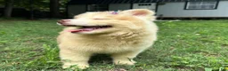 Siberian Husky dogs for sale: RAYA - Ad 14