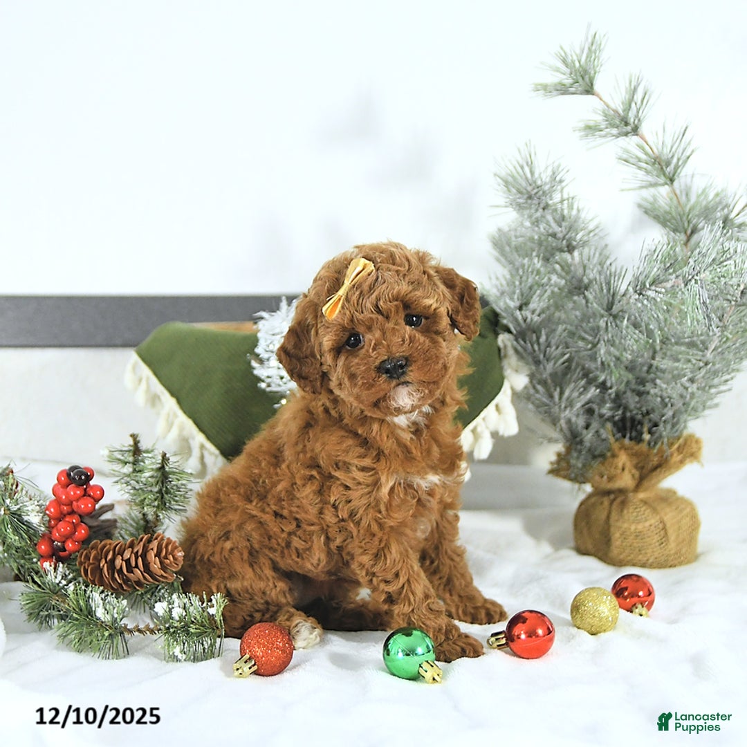 Toy Poodle dogs for sale: Ellie - Ad 5