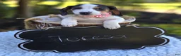 Miniature Dachshund dogs for sale: Teresa - Ad 3