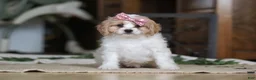 Cavapoo dogs for sale: Robin - Ad 5