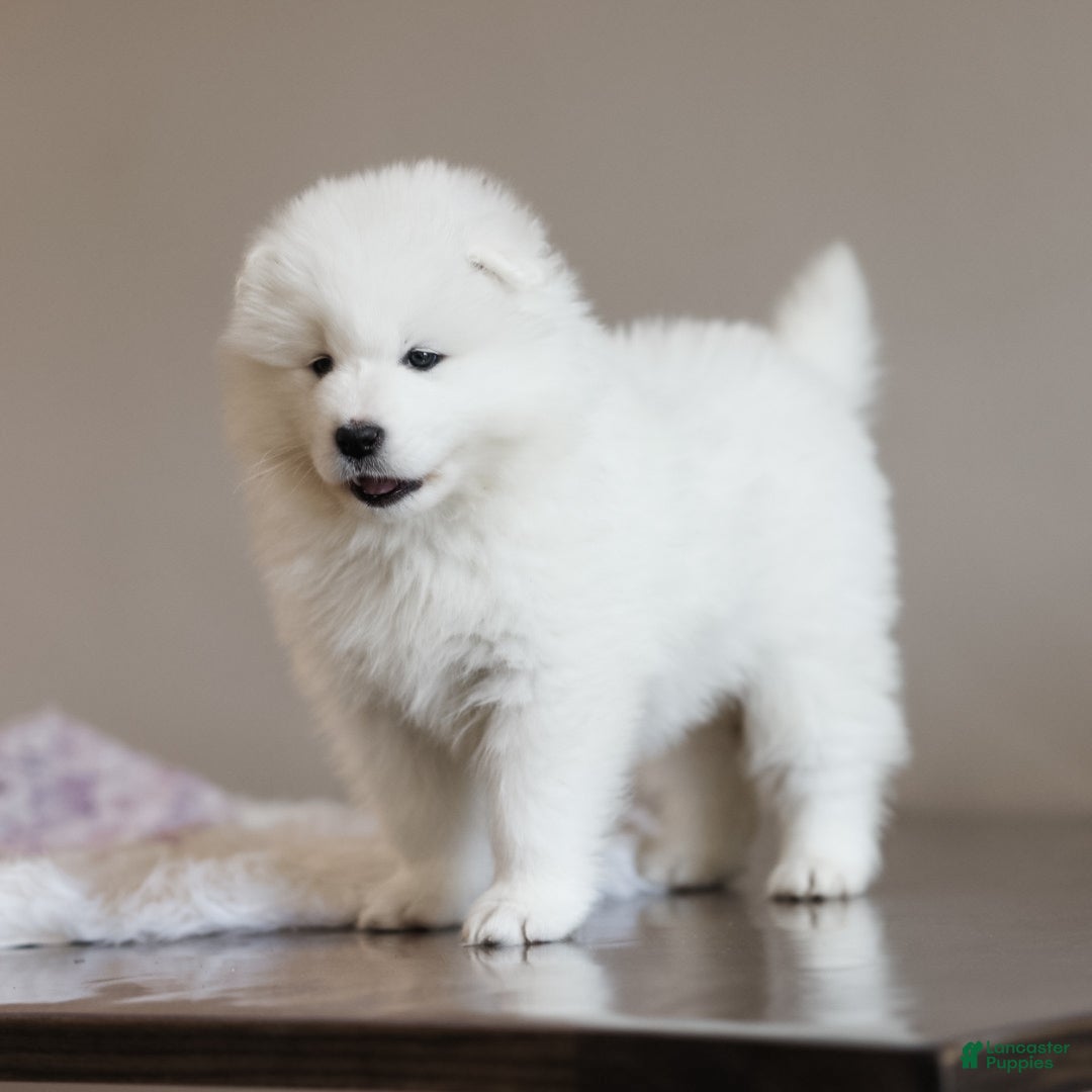 Samoyed dogs Sasha - Ad 1