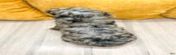 Cockapoo dogs for sale: Blossom - Ad 6