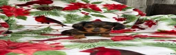 Miniature Dachshund dogs for sale: Chuck - Ad 11