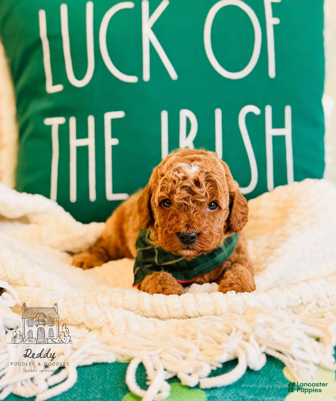 Mini Goldendoodle dogs for sale: Grove - Petite Size - Ad 2