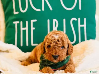Mini Goldendoodle dogs Grove - Petite Size - Ad 23