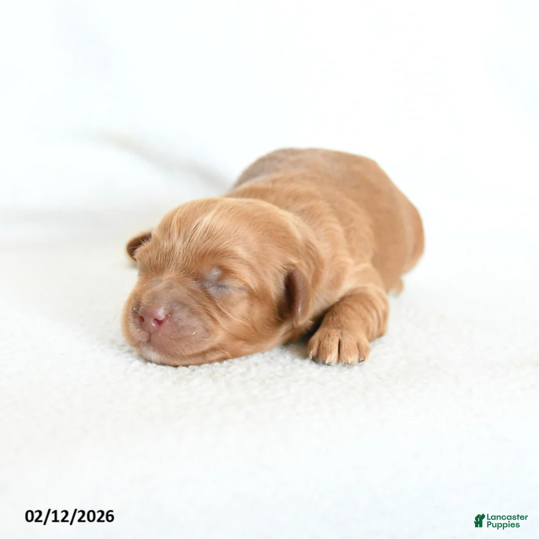 Cavapoo dogs for sale: Buddy - Ad 3