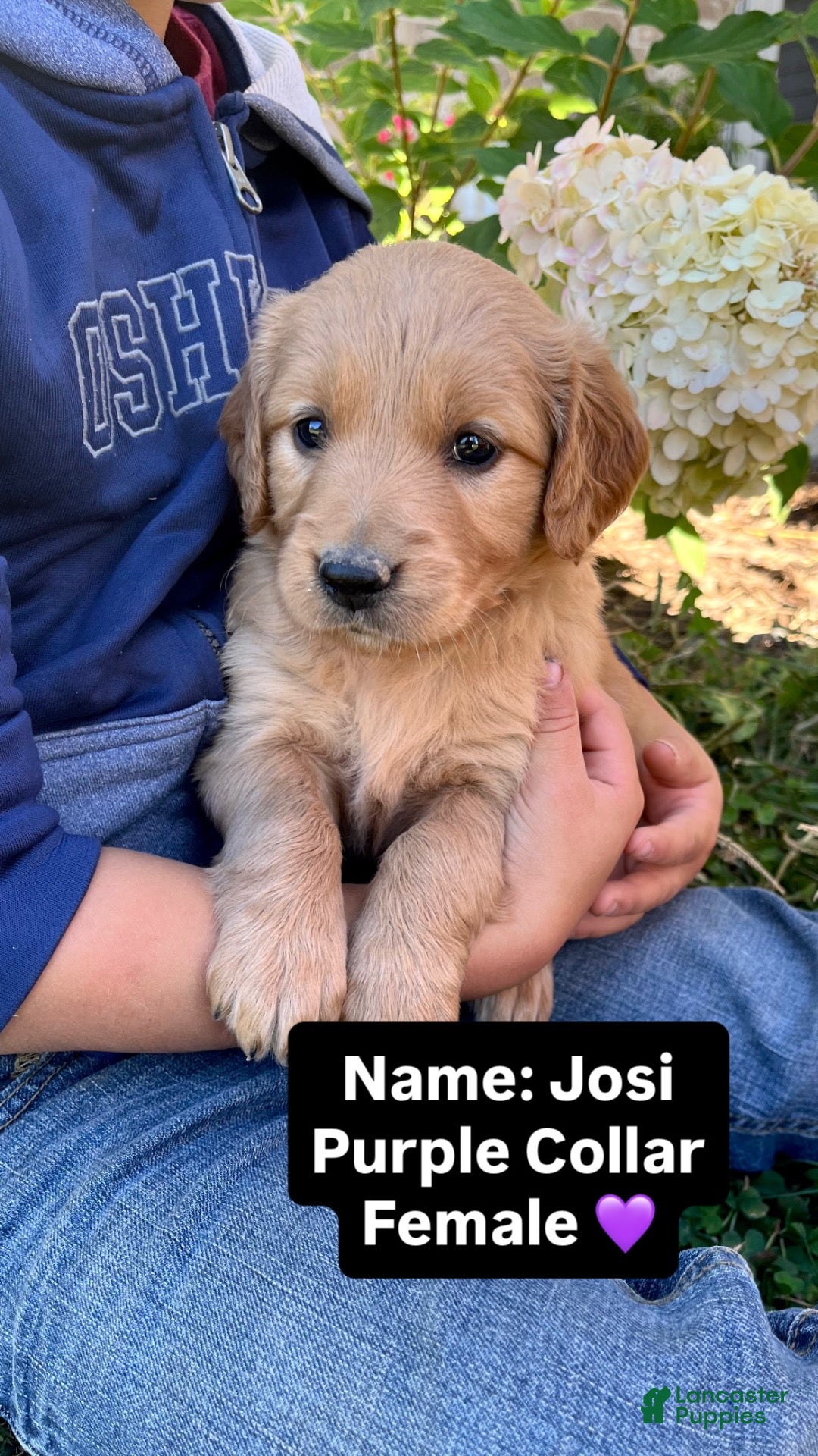 Golden Retriever dogs for sale: Golden Retriever Josie - Ad 1